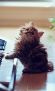 Preview wallpaper kitty, fluffy, floors, keyboards, synthesizer, sit, playful