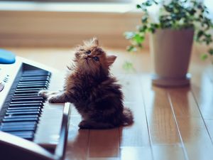 Preview wallpaper kitty, fluffy, floors, keyboards, synthesizer, sit, playful