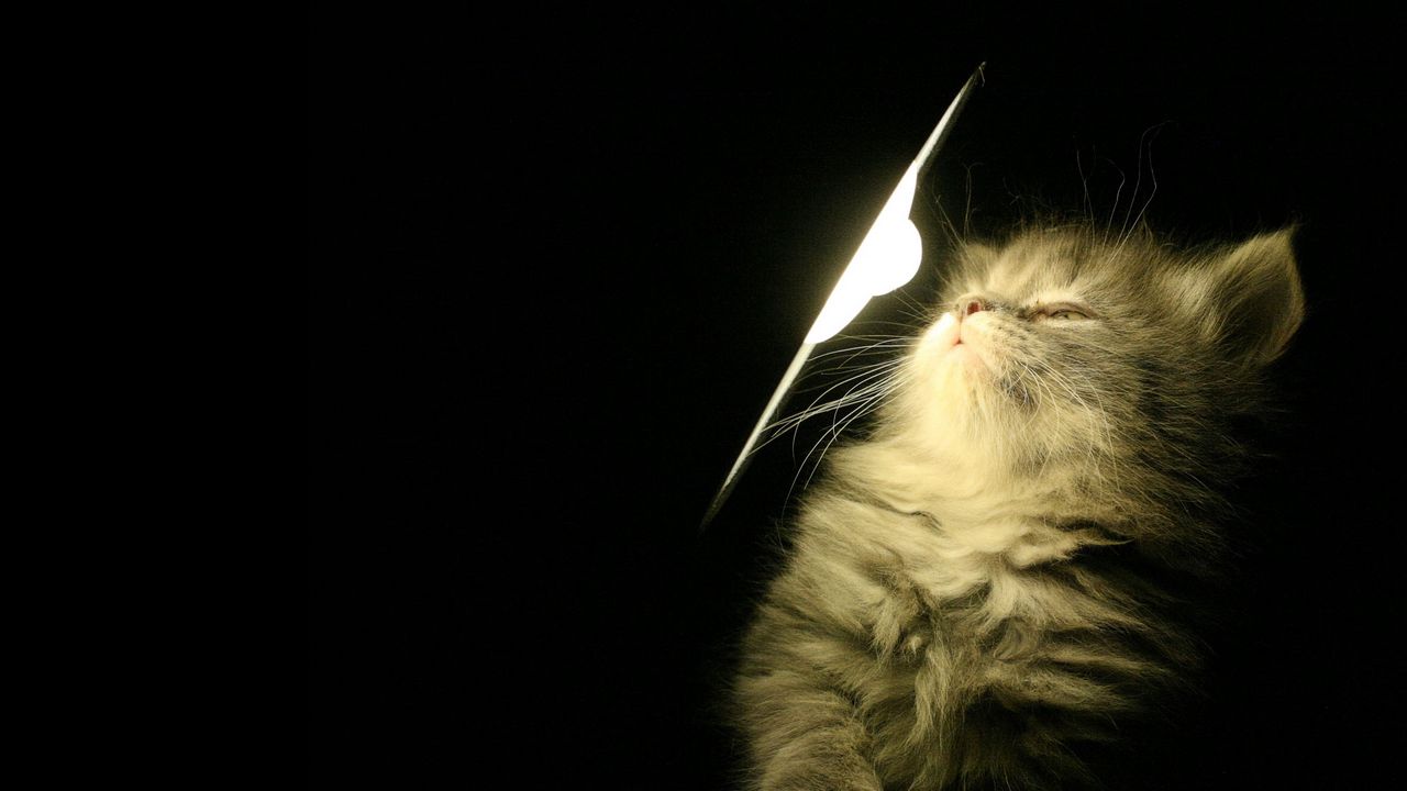 Wallpaper kitty, fluffy, light, lamp