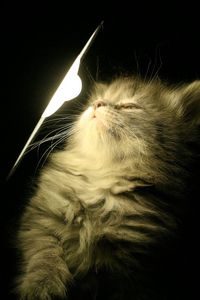 Preview wallpaper kitty, fluffy, light, lamp