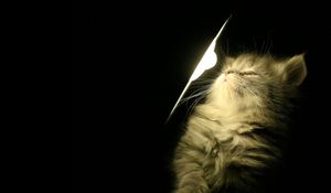 Preview wallpaper kitty, fluffy, light, lamp