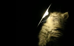 Preview wallpaper kitty, fluffy, light, lamp