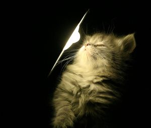 Preview wallpaper kitty, fluffy, light, lamp