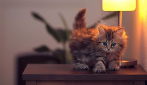 Preview wallpaper kitty, fluffy, light, lying