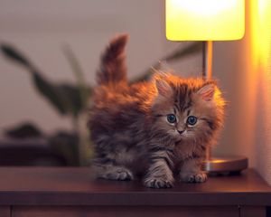 Preview wallpaper kitty, fluffy, light, lying
