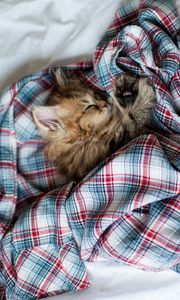 Preview wallpaper kitty, fluffy, sleep shirt, bed