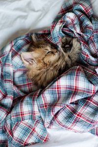 Preview wallpaper kitty, fluffy, sleep shirt, bed