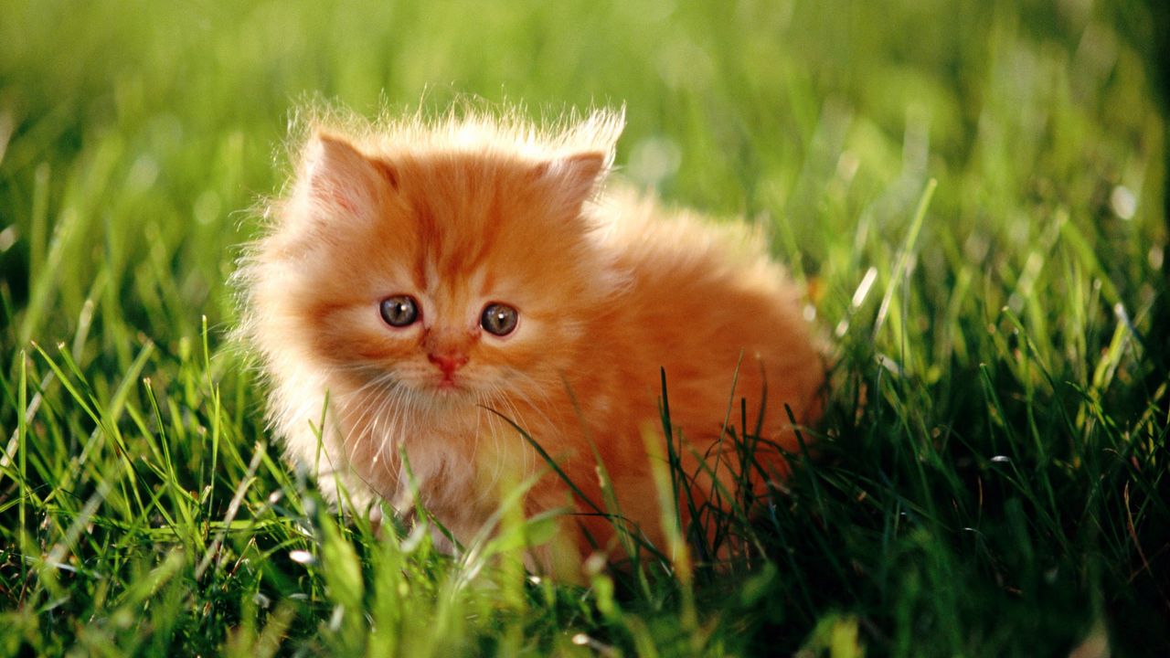 Wallpaper kitty, furry, grass, sunlight