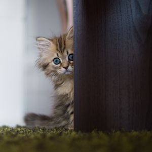 Preview wallpaper kitty, furry, hide