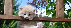 Preview wallpaper kitty, furry, hung, grass, resting
