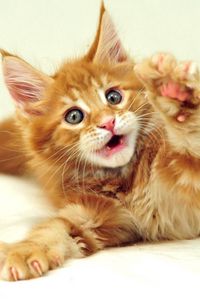 Preview wallpaper kitty, furry, paw