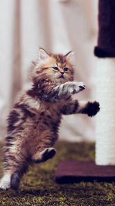 Preview wallpaper kitty, furry, run, jump, room, posture