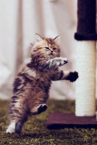 Preview wallpaper kitty, furry, run, jump, room, posture