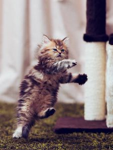 Preview wallpaper kitty, furry, run, jump, room, posture