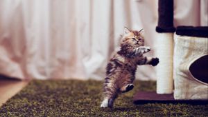 Preview wallpaper kitty, furry, run, jump, room, posture