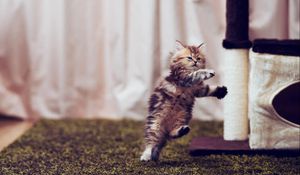 Preview wallpaper kitty, furry, run, jump, room, posture