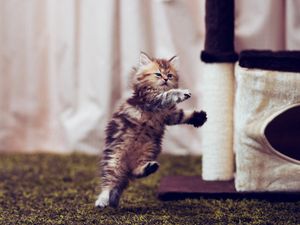 Preview wallpaper kitty, furry, run, jump, room, posture