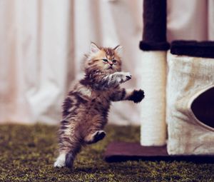 Preview wallpaper kitty, furry, run, jump, room, posture