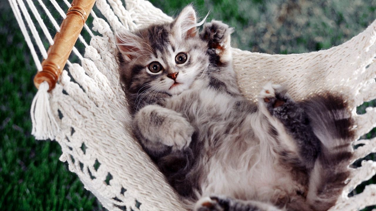 Wallpaper kitty, hammock, down, paw, fluffy