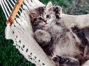 Preview wallpaper kitty, hammock, down, paw, fluffy