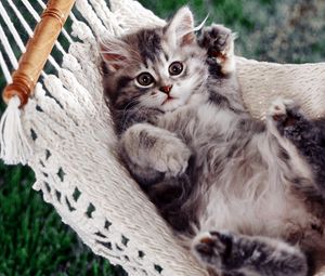 Preview wallpaper kitty, hammock, down, paw, fluffy