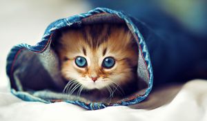 Preview wallpaper kitty, jeans, face, furry, hide