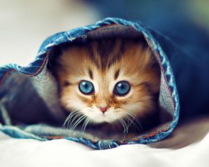 Preview wallpaper kitty, jeans, face, furry, hide