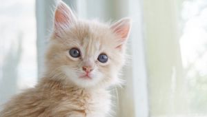 Preview wallpaper kitty, little, fluffy