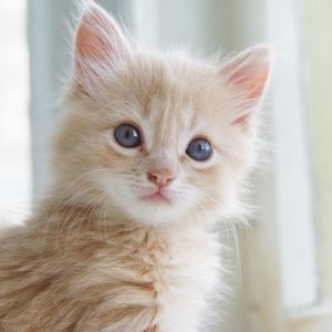Preview wallpaper kitty, little, fluffy