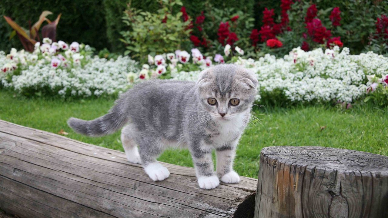 Wallpaper kitty, little, furry, grass, flowers, cute