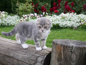 Preview wallpaper kitty, little, furry, grass, flowers, cute