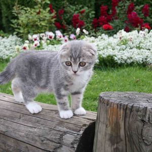 Preview wallpaper kitty, little, furry, grass, flowers, cute