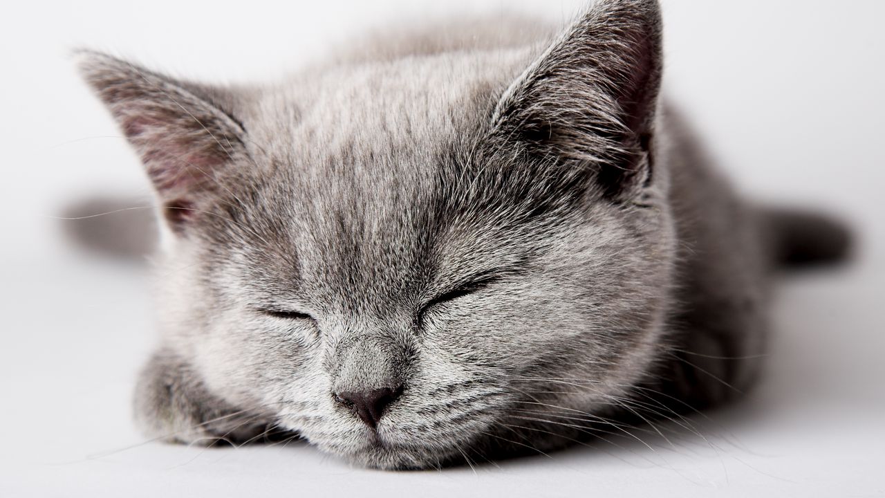Wallpaper kitty, muzzle, sleep