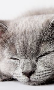 Preview wallpaper kitty, muzzle, sleep
