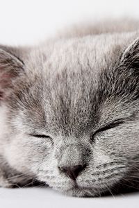 Preview wallpaper kitty, muzzle, sleep