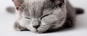 Preview wallpaper kitty, muzzle, sleep