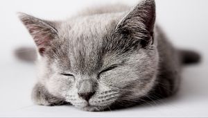 Preview wallpaper kitty, muzzle, sleep