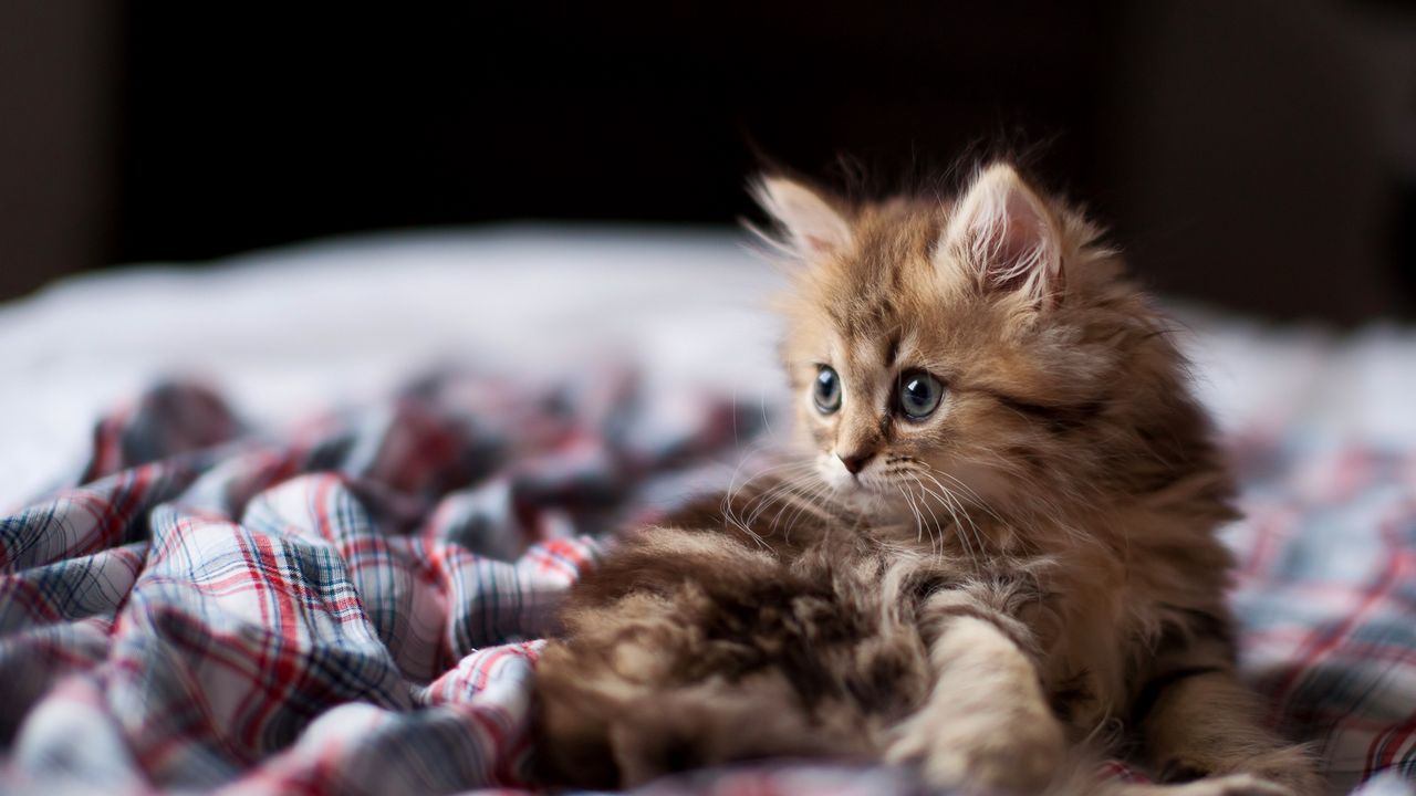 Wallpaper kitty, muzzle, surprise, fluffy, fabric