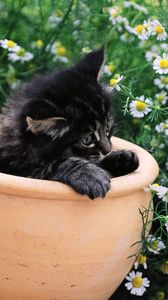 Preview wallpaper kitty, pot, flowers, sit