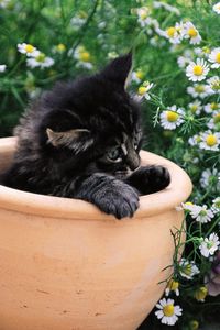 Preview wallpaper kitty, pot, flowers, sit