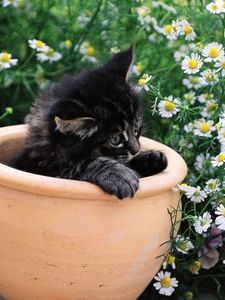 Preview wallpaper kitty, pot, flowers, sit