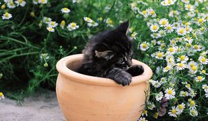 Preview wallpaper kitty, pot, flowers, sit