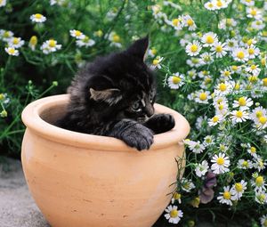 Preview wallpaper kitty, pot, flowers, sit