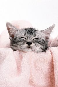 Preview wallpaper kitty, towel, face, lie