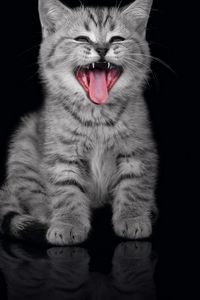 Preview wallpaper kitty, yawn, muzzle, black background