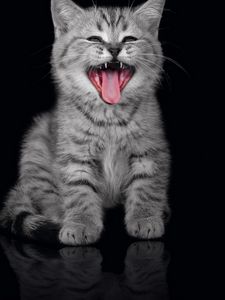 Preview wallpaper kitty, yawn, muzzle, black background