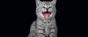 Preview wallpaper kitty, yawn, muzzle, black background