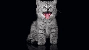 Preview wallpaper kitty, yawn, muzzle, black background