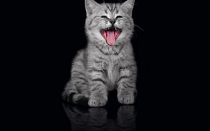 Preview wallpaper kitty, yawn, muzzle, black background