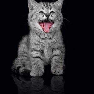 Preview wallpaper kitty, yawn, muzzle, black background